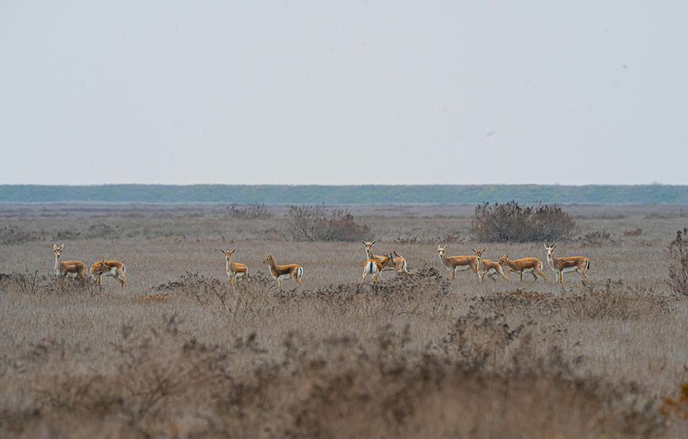 Wildlife Corridors: Reconnecting Fragmented Habitats